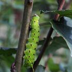 Pappelschwärmer-Raupe (Laothoe populi)