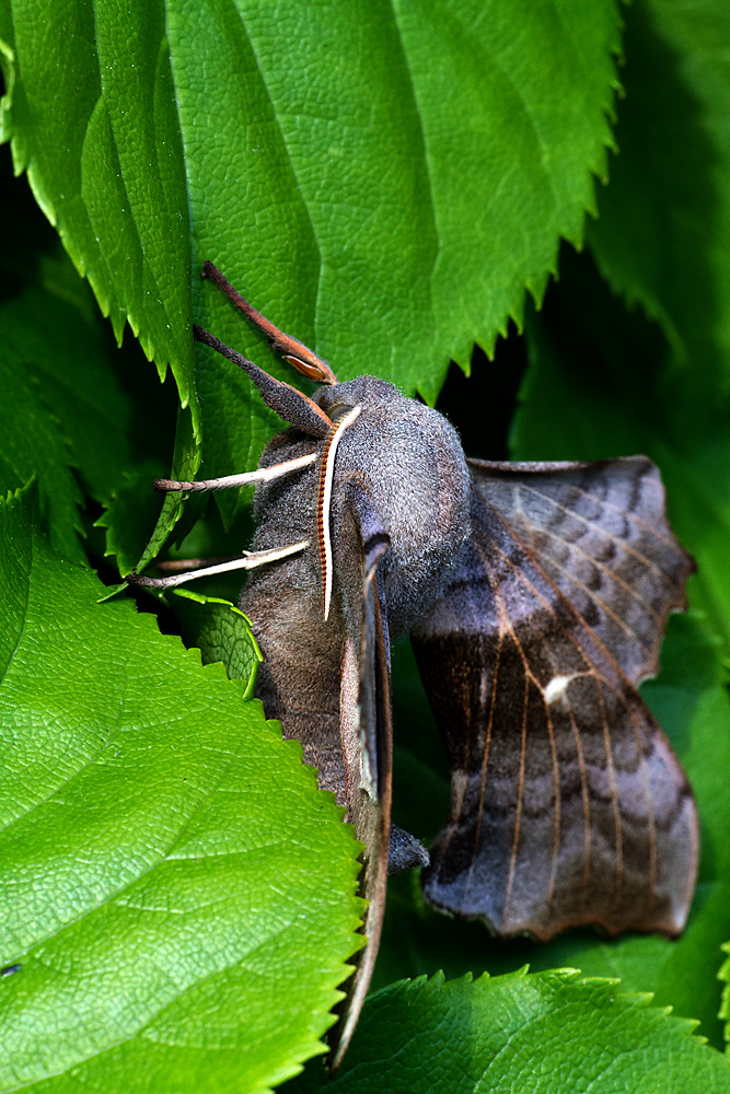 Pappelschwärmer Wissenschaftlicher Name: Lathoe populi