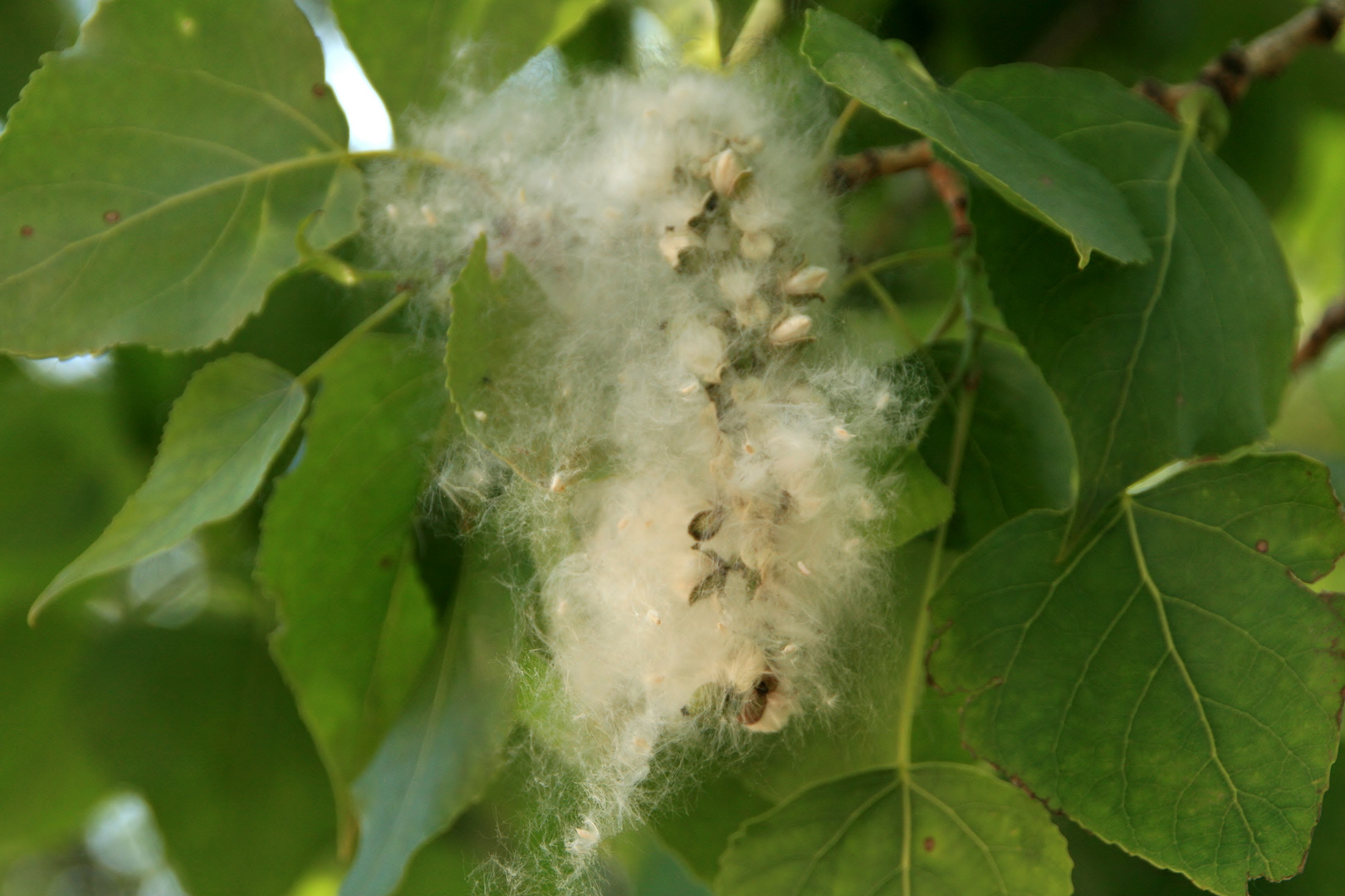 Pappen in voller Blüte