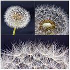 Pappus