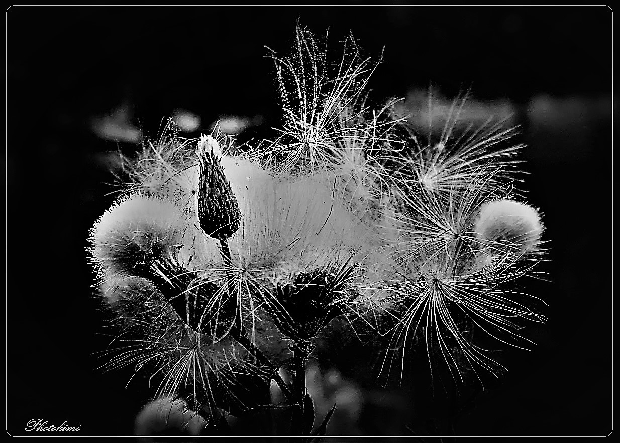 Pappus Foto & Bild pflanzen, pilze & flechten, blüten