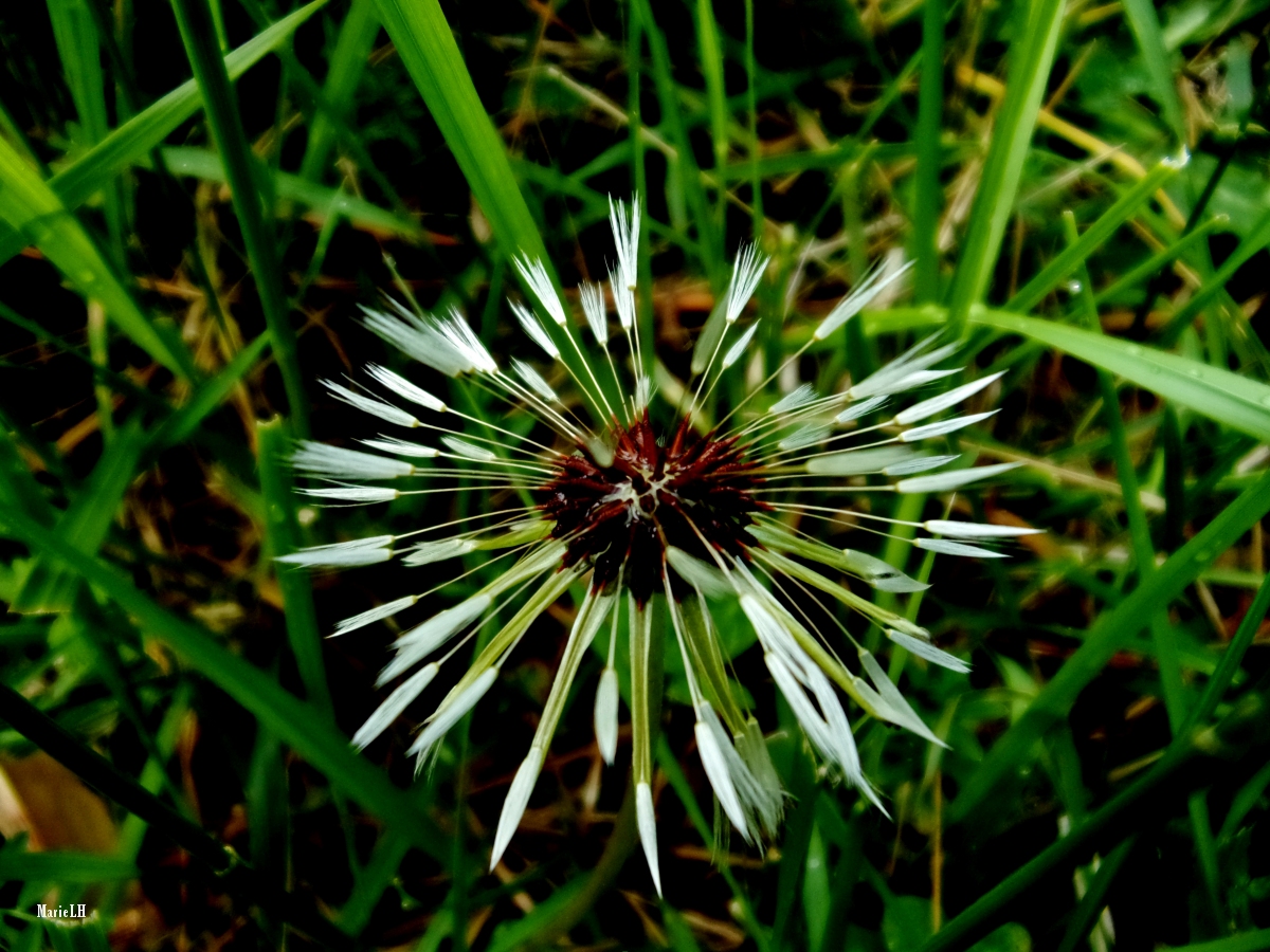 Pappus de pissenlit