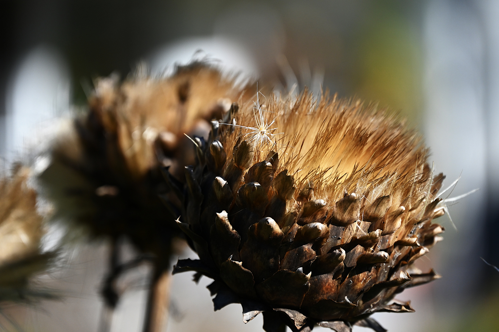 Pappus zieht heute aus