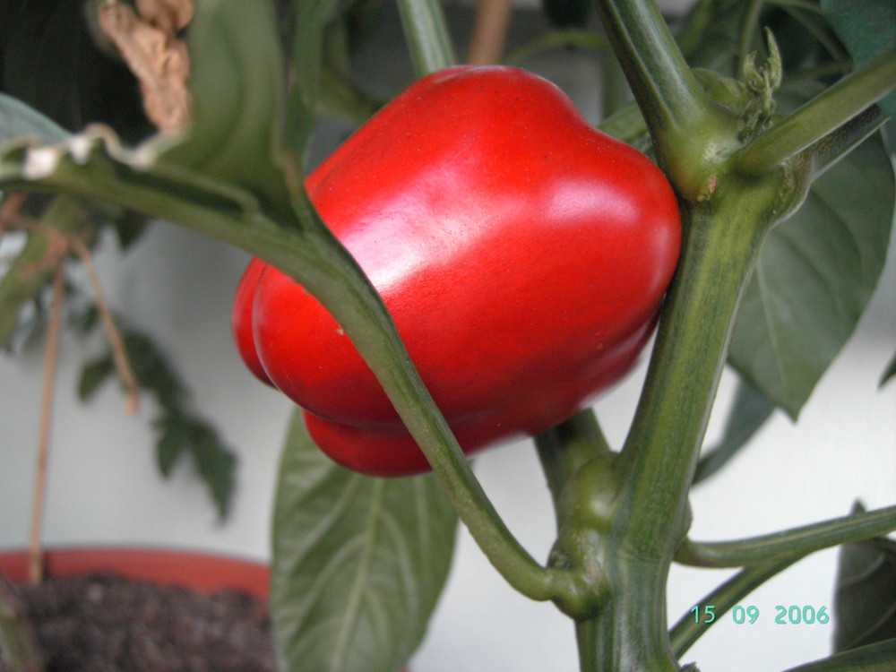 Paprika - Ernte auf dem Balkon