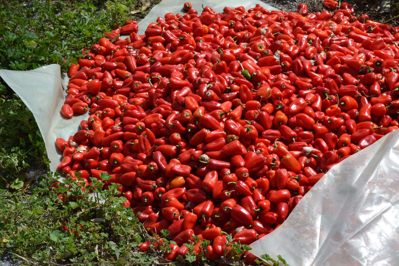 Paprika Ernte in Spanien