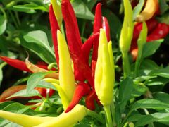 Paprika im Garten von Schloss Trautmansdorf (Meran, Italien)