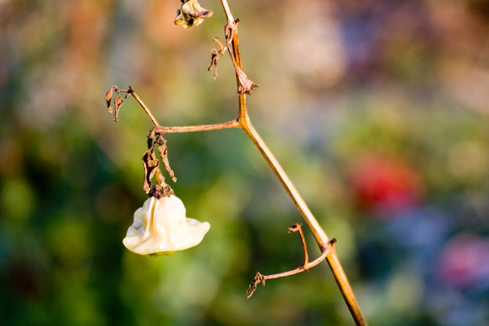 Paprika im Winter