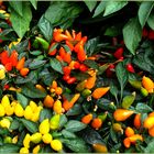 Paprika-waren-auch-mal-Blüten-