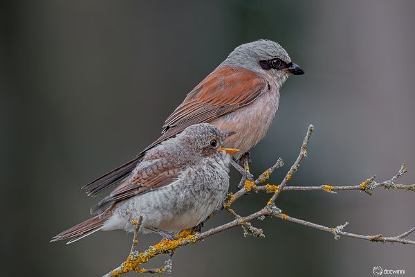 Paps, ich habe noch Hunger !