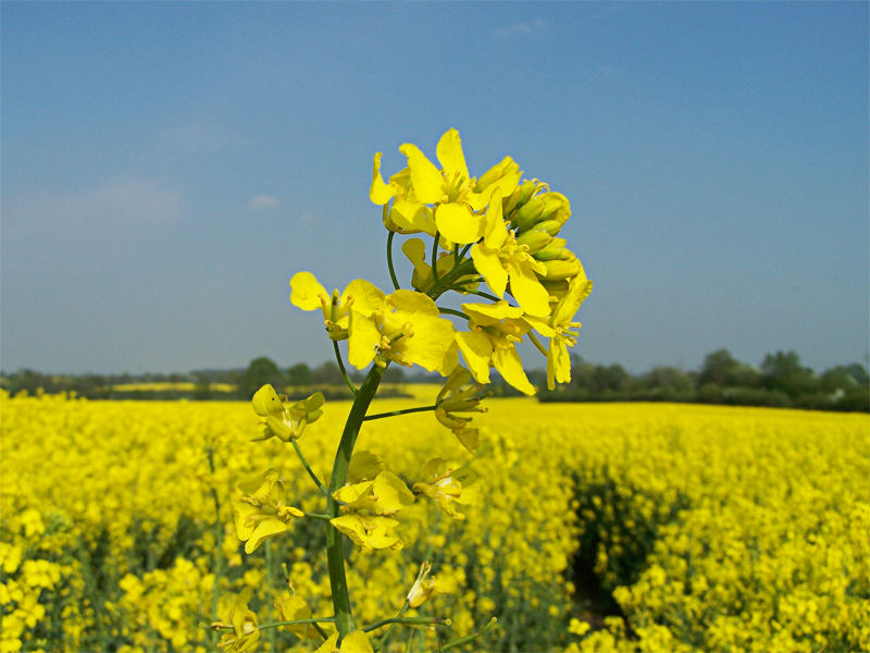 Papsblüte