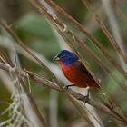 Papstfink - Painted Bunting (Passerina ciris)