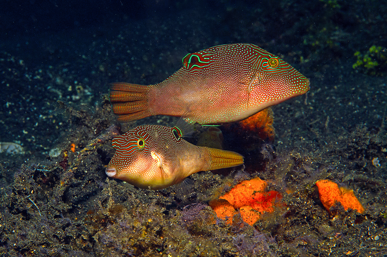 Papua Falschaugenkugelfisch