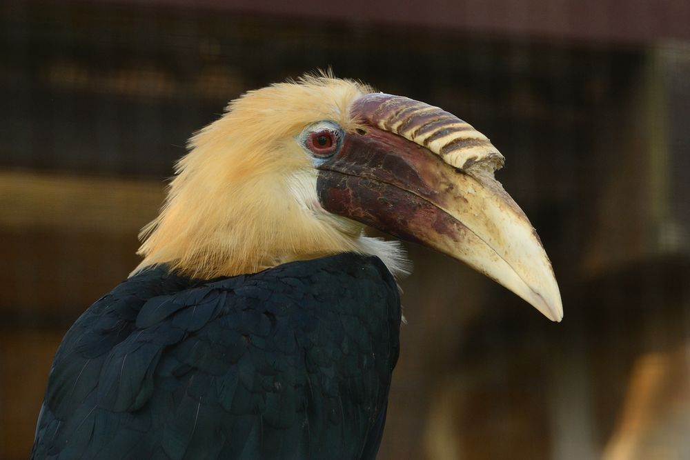 Papua - Hornvogel