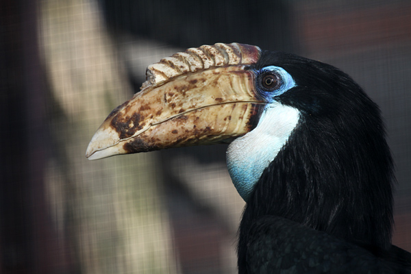 Papua Hornvogel