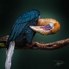 Papua Hornvogel