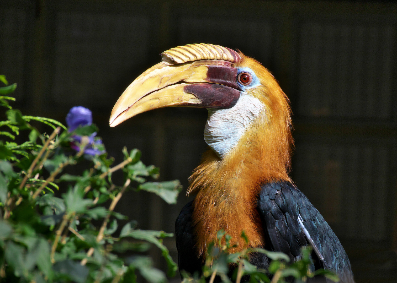 Papua-Hornvogel