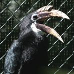 Papua-Hornvogel weiblich