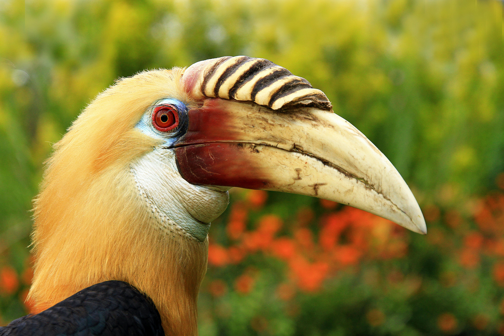 Papua-Nashornvogel, Papua Neuguinea