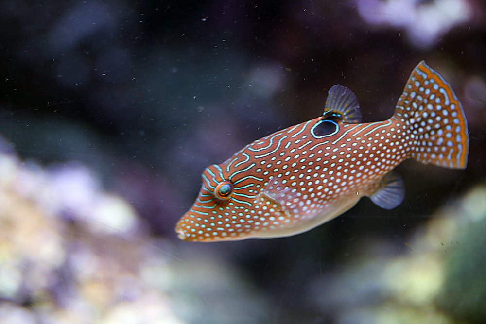 Papua Spitzkopfkugelfisch