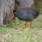 Papua Teichhuhn  -  Gallinula tenebrosa