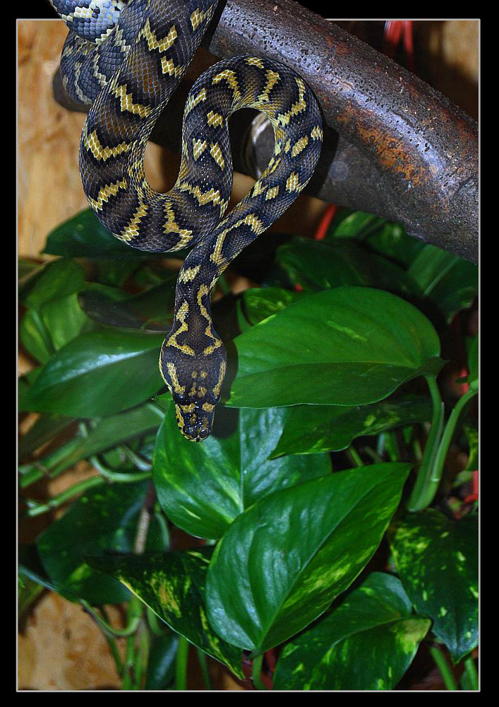 Papua Teppichpython