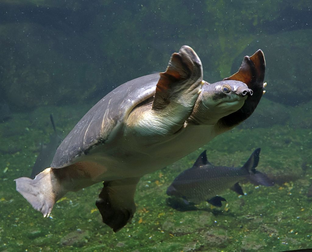 Papua Weichschildkröte