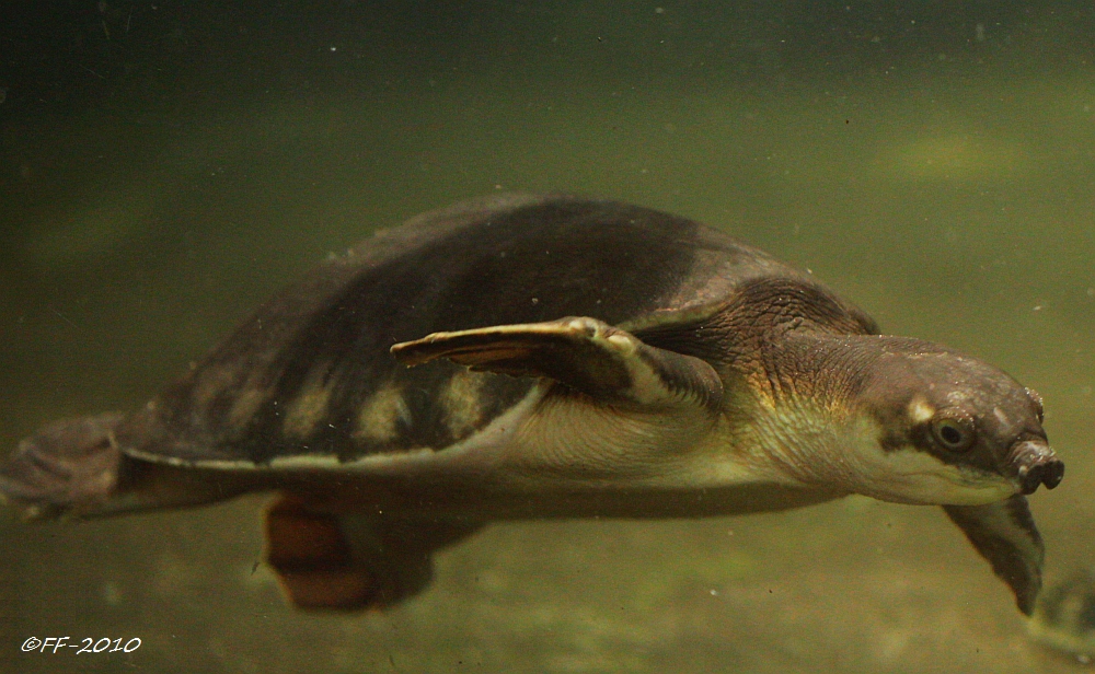 Papua-Weichschildkröte (I)