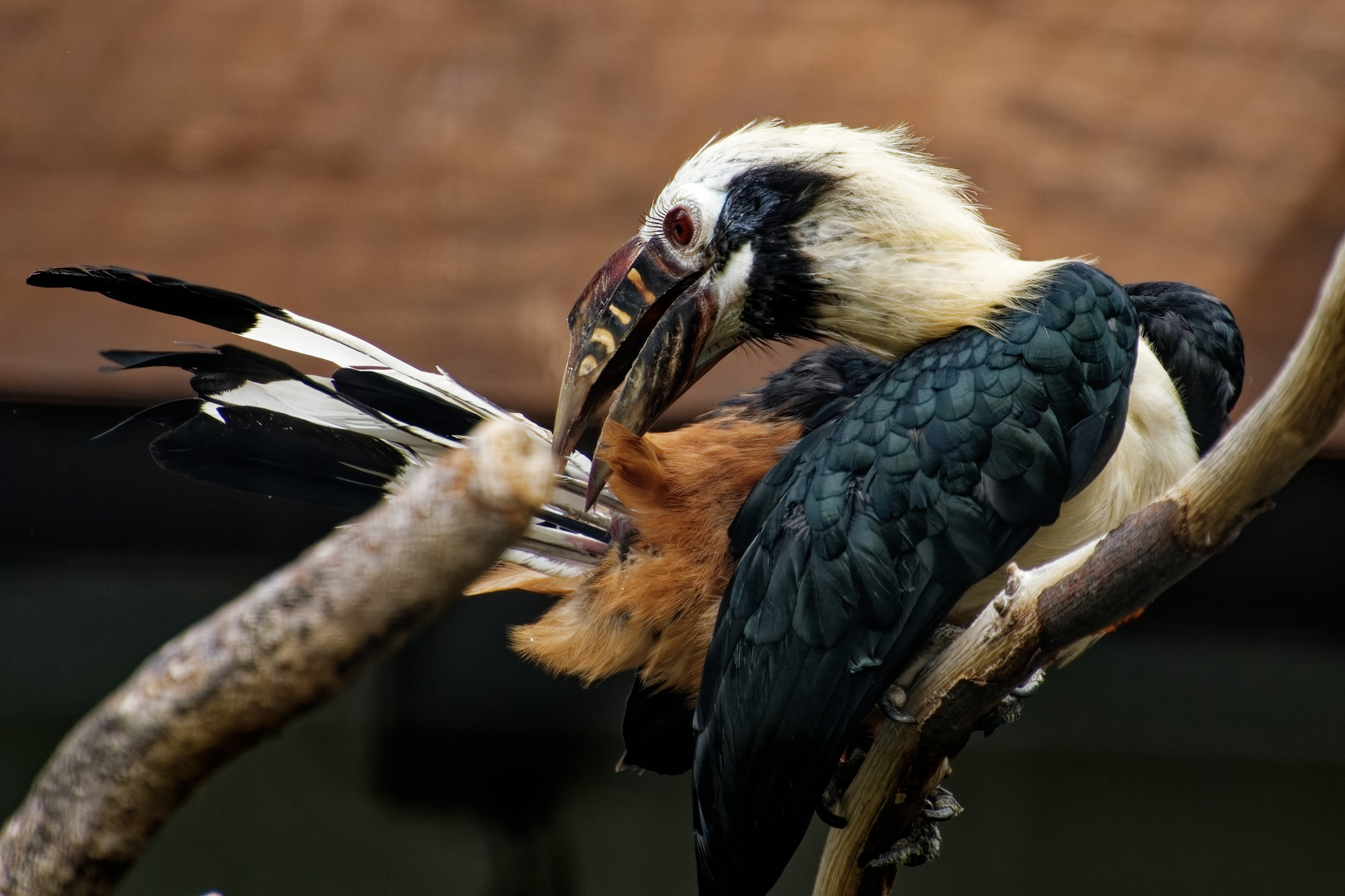  Papuahornvogel