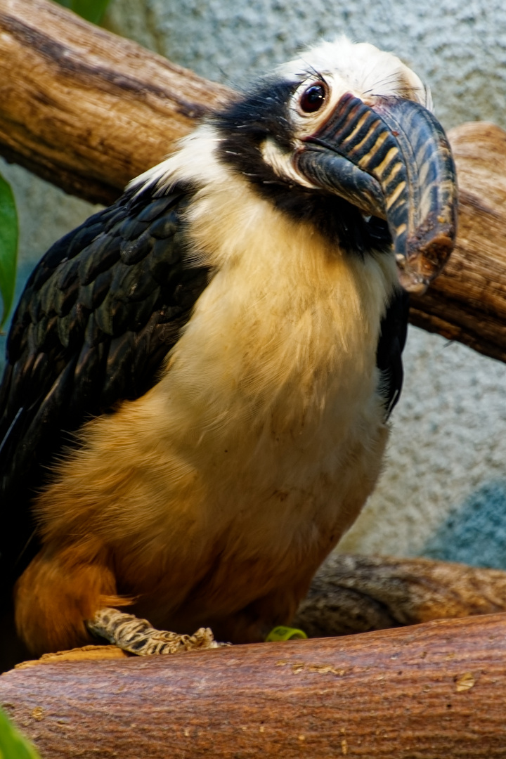 Papuahornvogel  