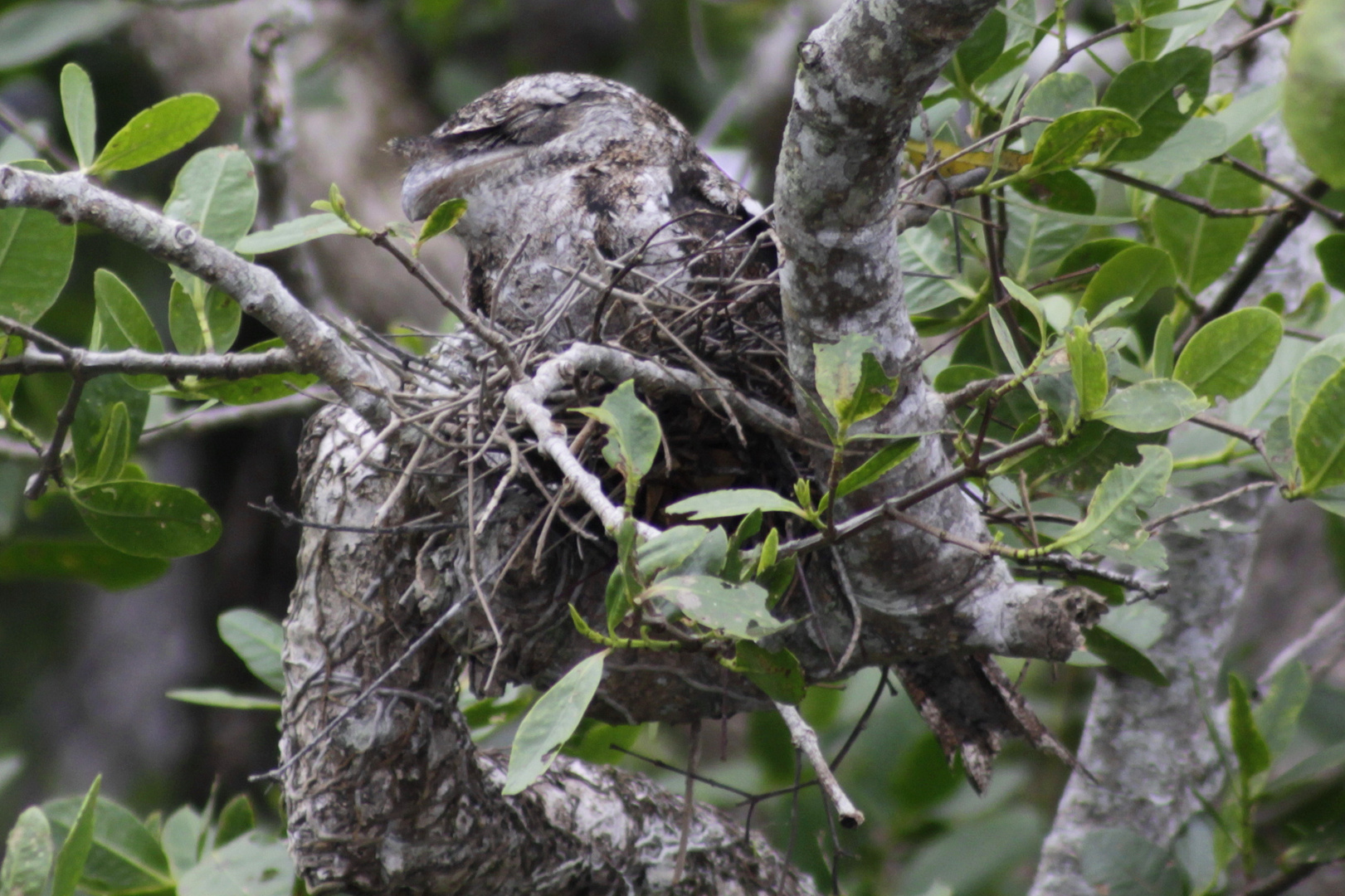 papuan frogmouth