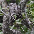 papuan frogmouth