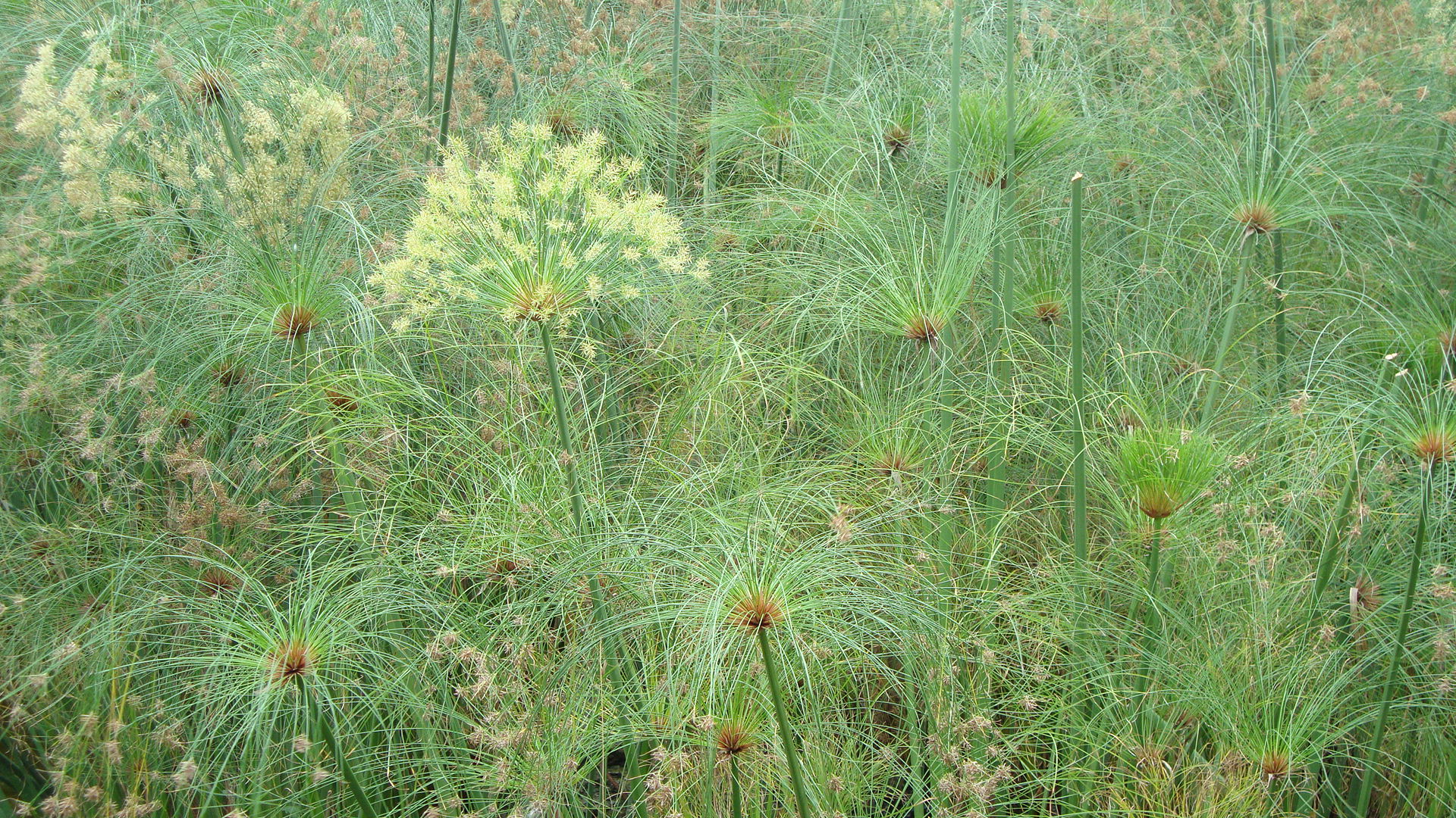 Papyrus auf Mallorca