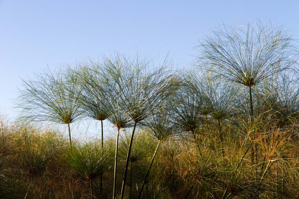 Papyrus bei den Popa Falls, Caprivi