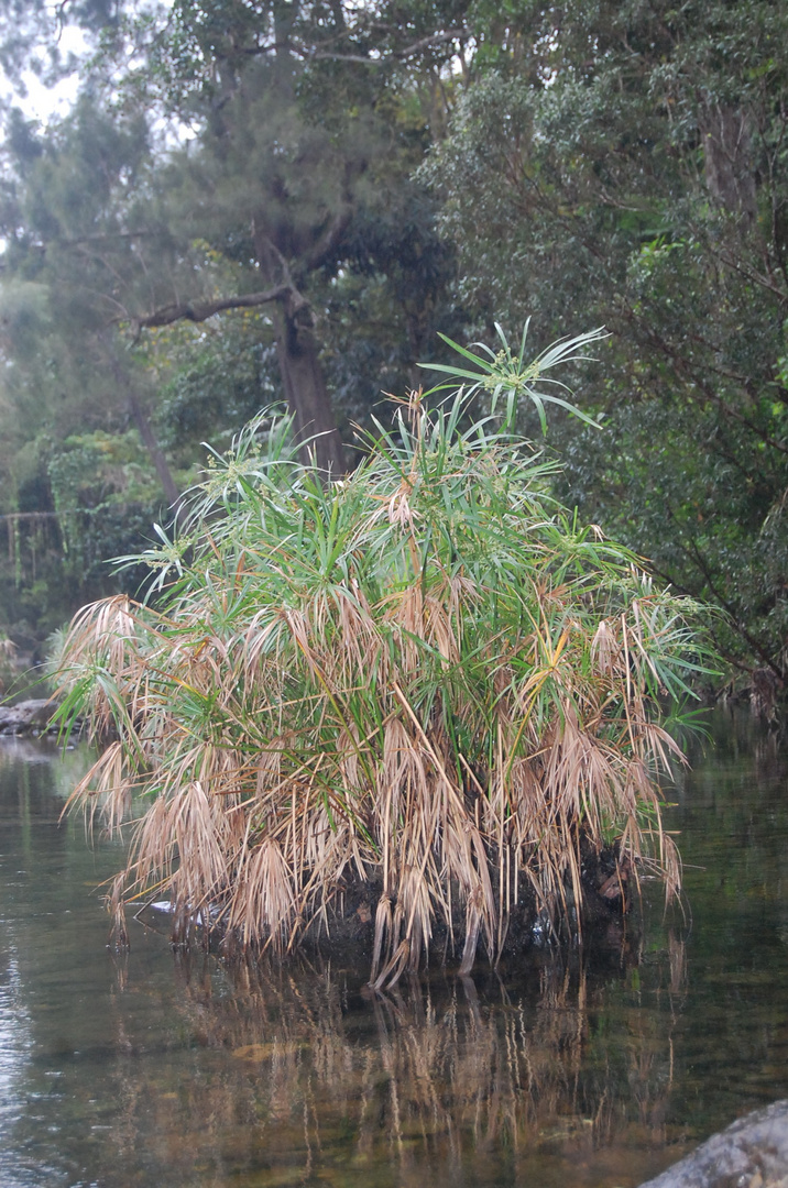 Papyrus