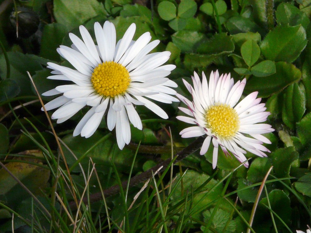 PAQUERETTES AU SOLEIL