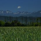 Par-dessus les champs de blé