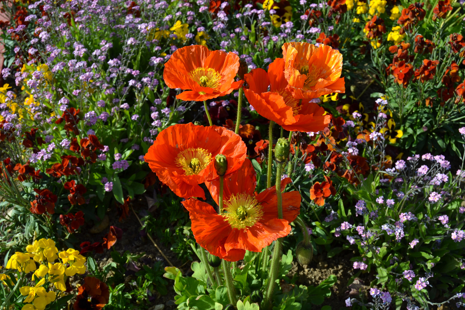 Par terre coloré