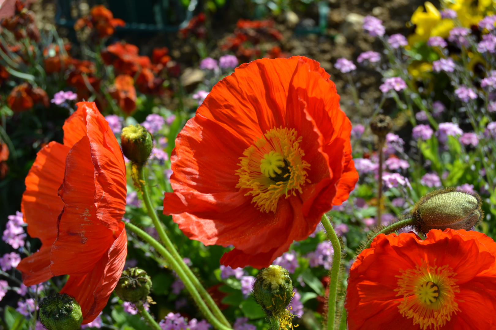 Par terre de fleurs