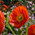 Par terre de fleurs