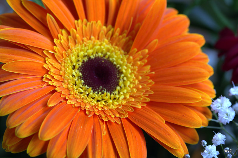 para las madres simplemente una flor