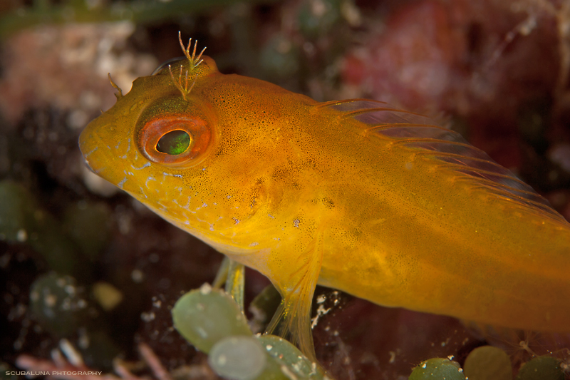 parablennius pilicornis Foto & Bild unterwasser, uwsalzwasser, natur