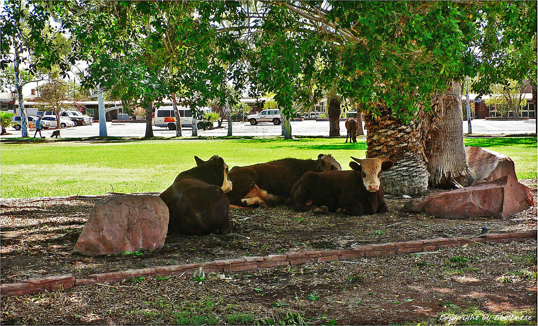 * Paraburdoo / cattle got the right of way *