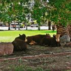 * Paraburdoo / cattle got the right of way *