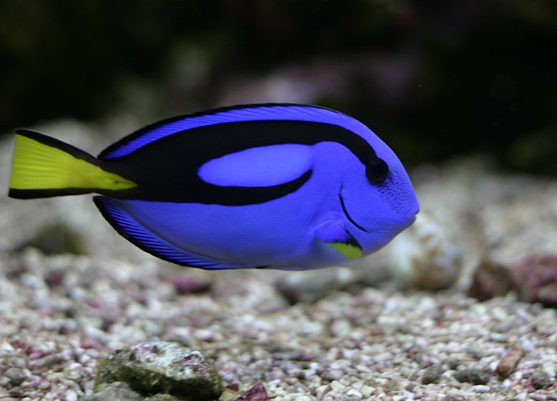 Paracanthurus hepatus