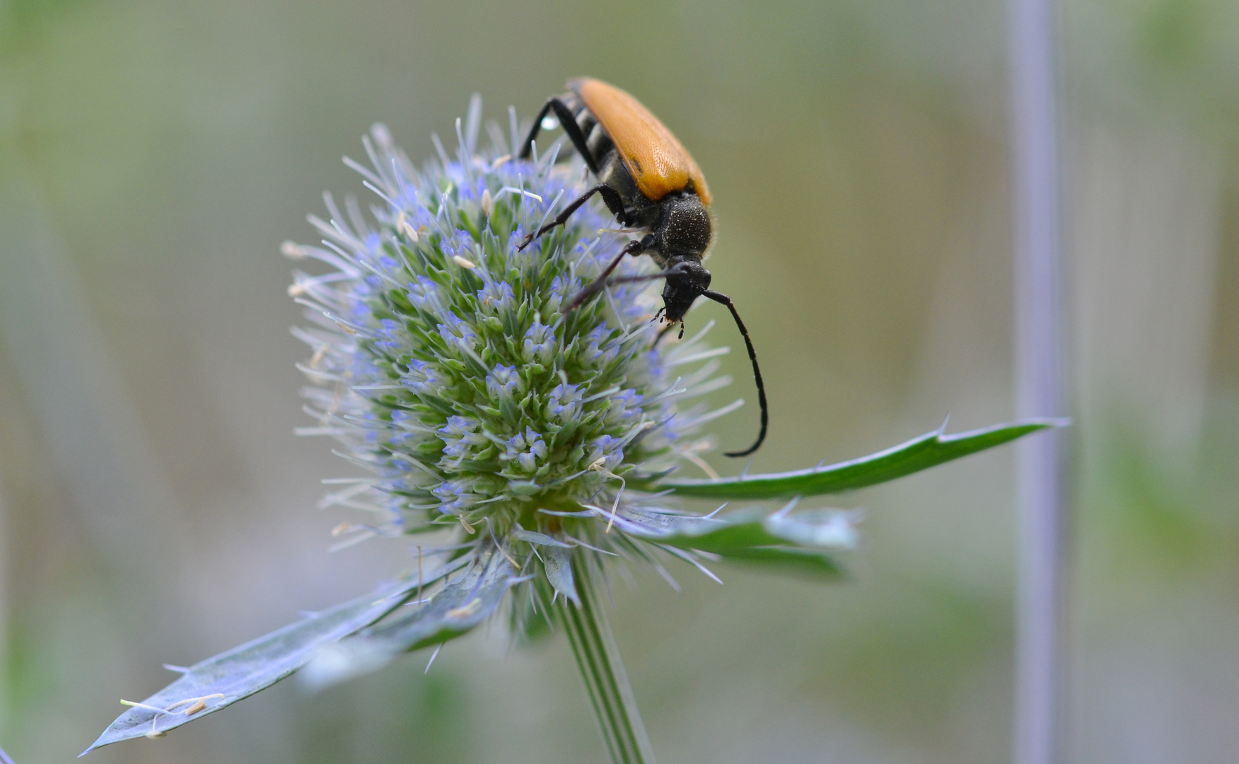 Paracorymbia fulvia