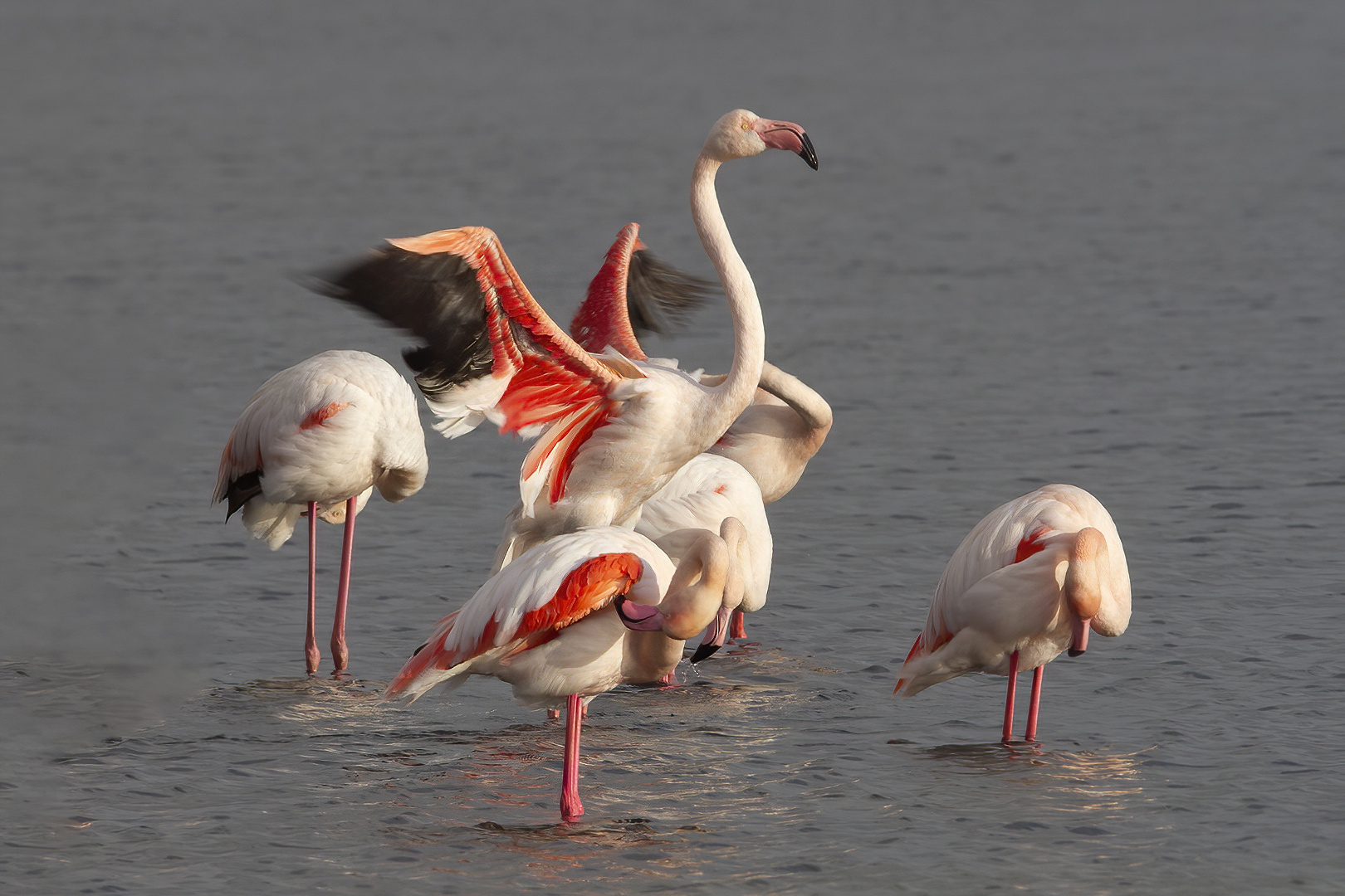  Parade de flamant rose.