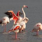  Parade de flamant rose.