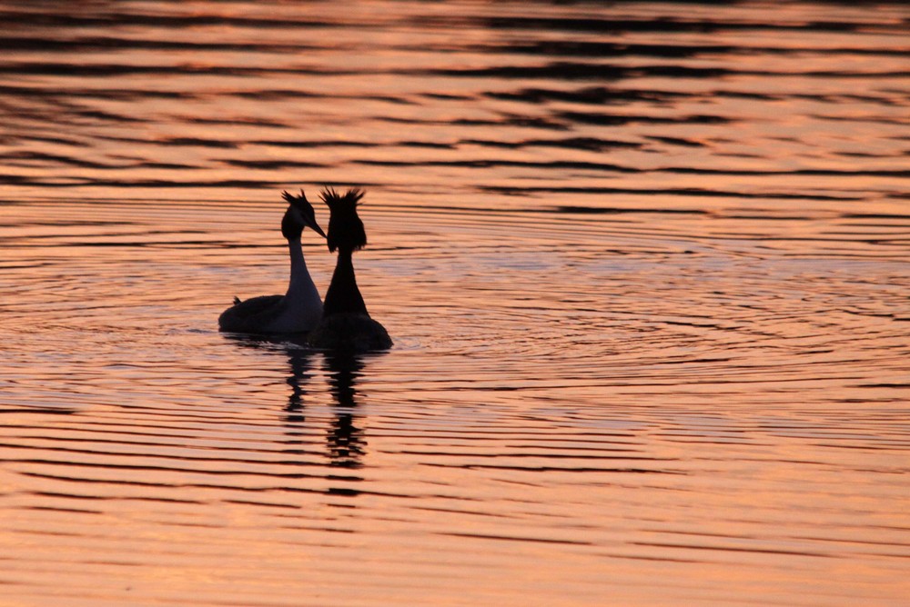 parade de grébe sous le couché du soleil