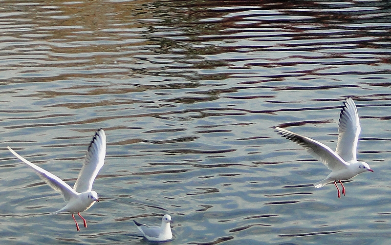 parade de mouette