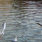 parade de mouette